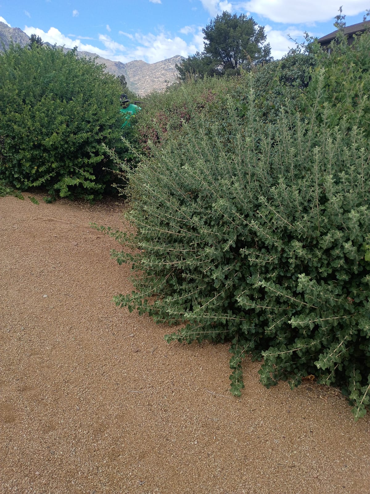 shrub10