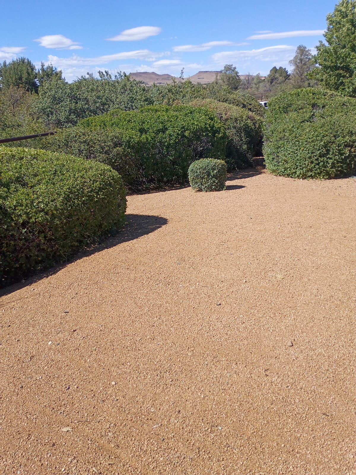shrub4