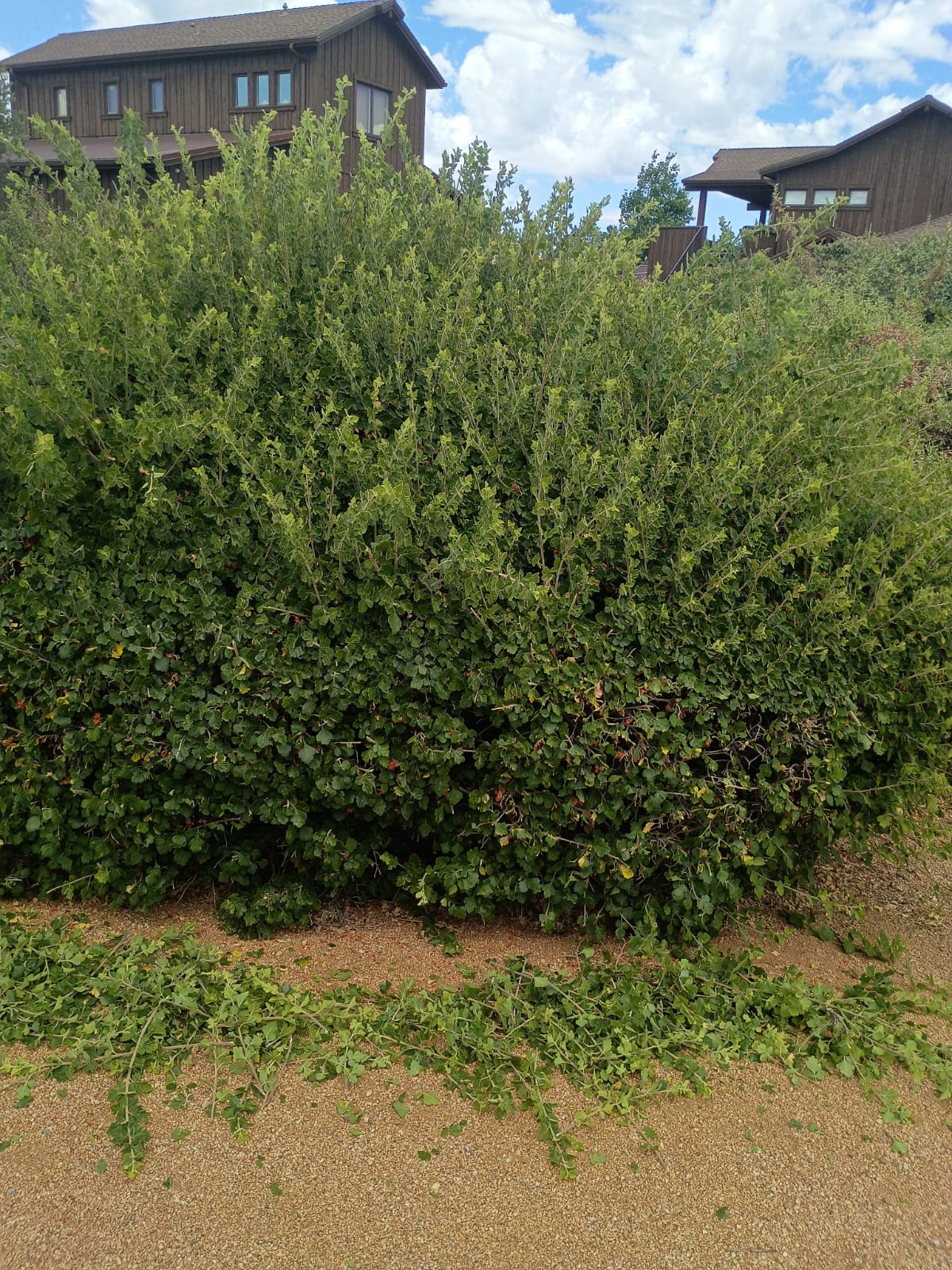 shrub6