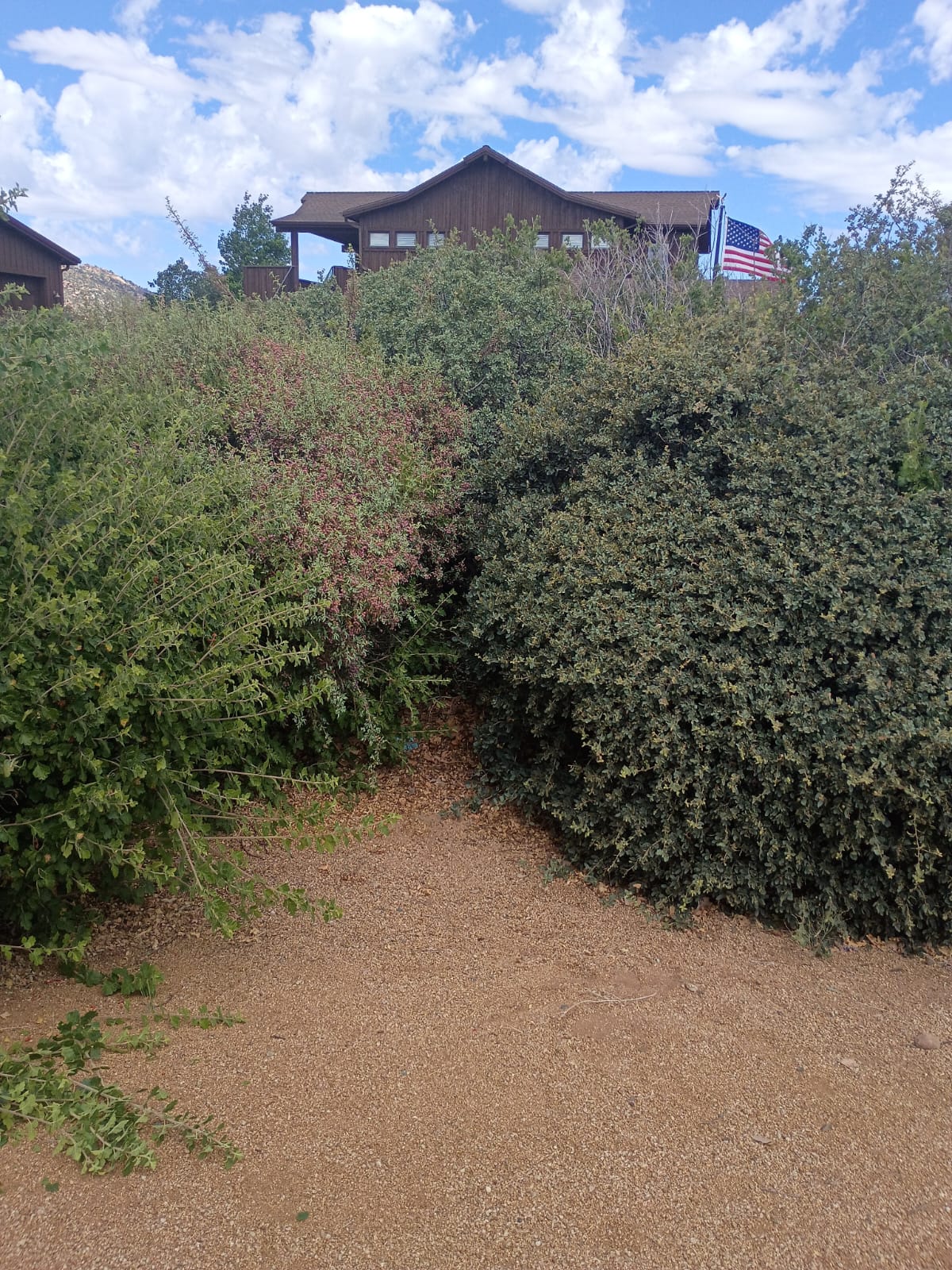 shrub7