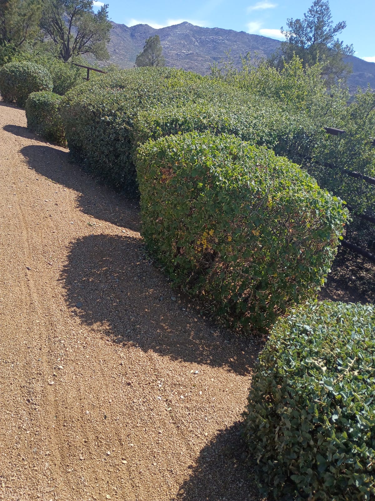 shrub8